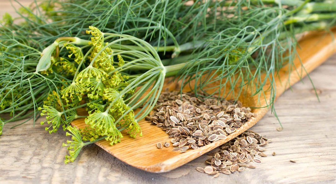 Dill Seed CO₂ Extracted Oil