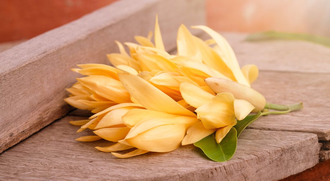 Cardamom