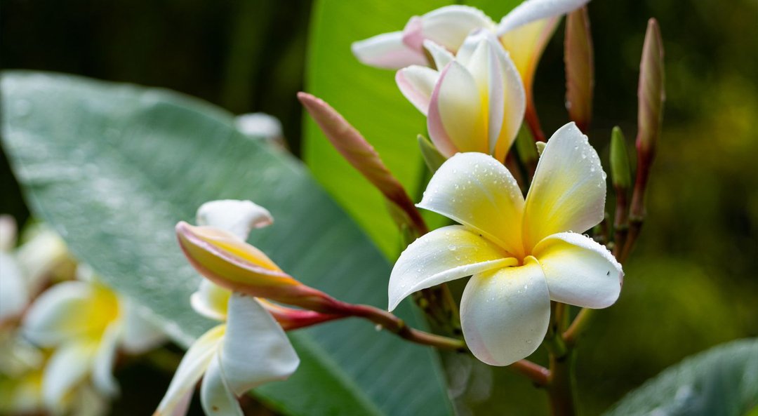 frangipani-absolute