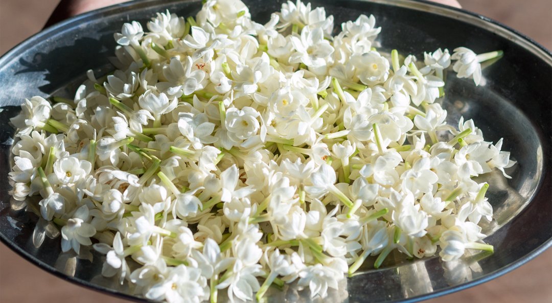 Cardamom
