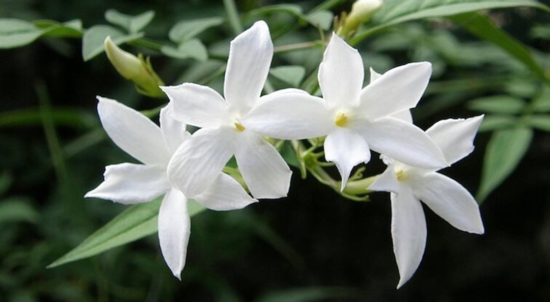 Cardamom