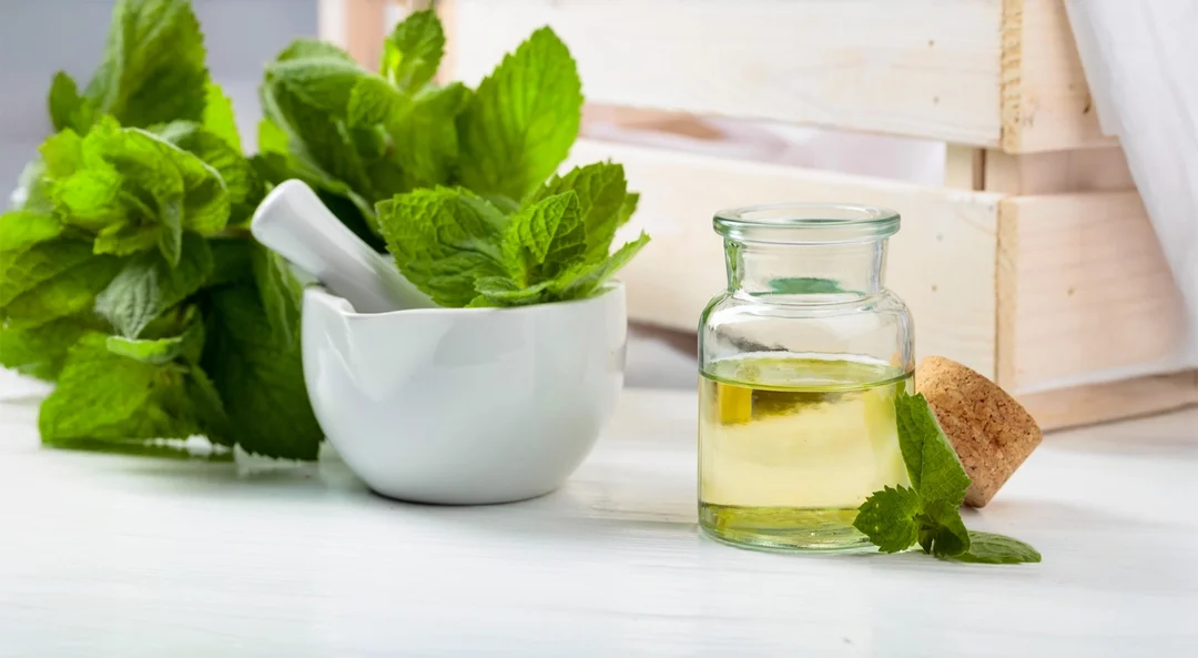 2025 Spearmint Oil Crop Update
