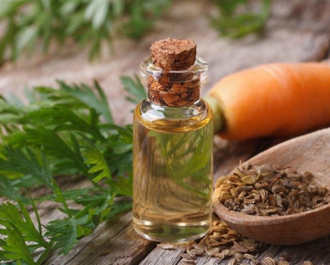 Carrot Seed Oil Wholesale in India: A Buyer's Guide for Skincare and Aromatherapy Brands
