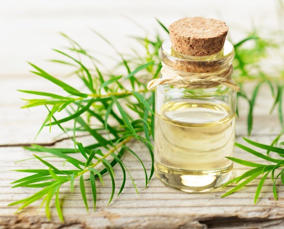 Best Tea Tree Oil Supplier for Cosmetic and Personal Care Manufacturers