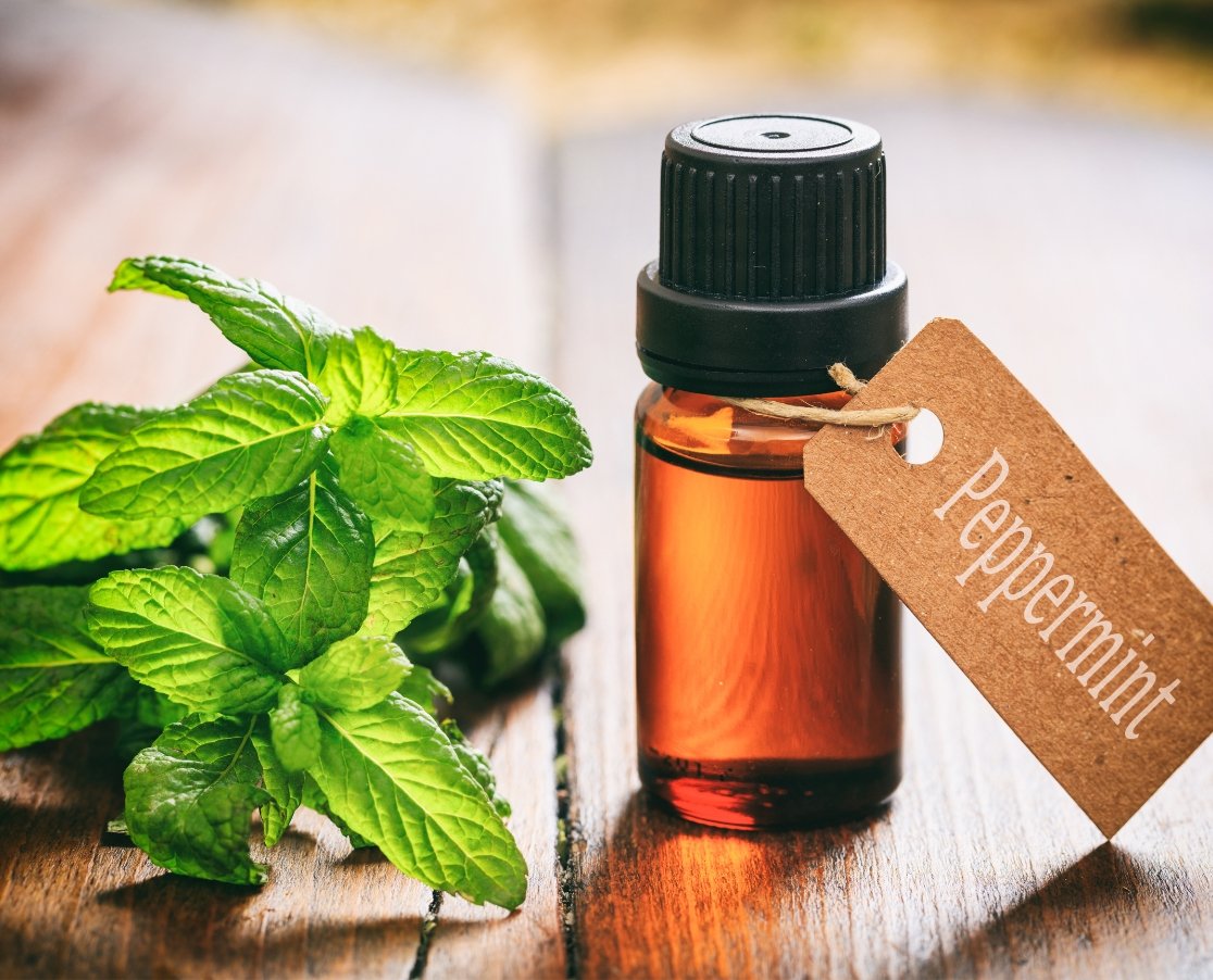 Top Peppermint Oil Suppliers in India: What Buyers Should Know