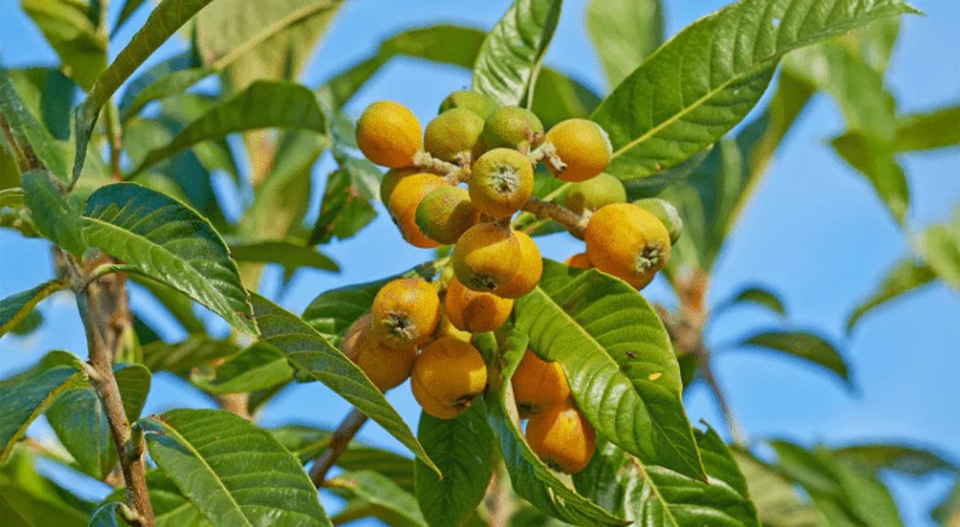 Marula Oil
