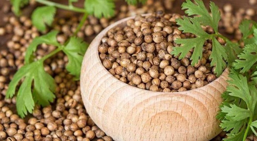 Coriander CO₂ Extracted Oil