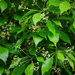 Camphor Oil