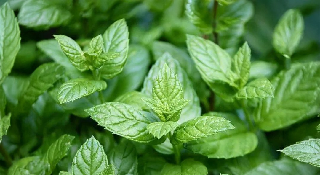 Bergamot Oil