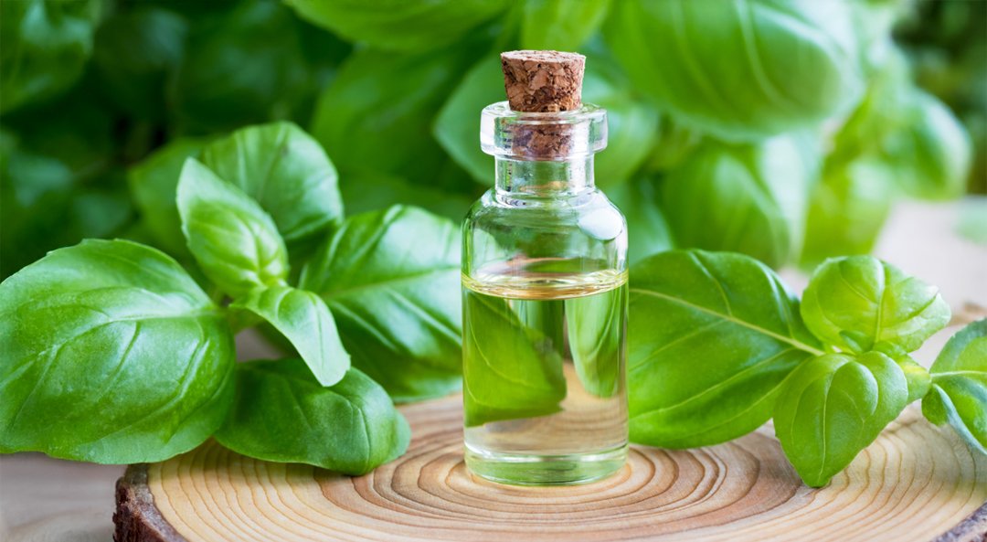 Basil Oil Menthyle ChavicolEstragole