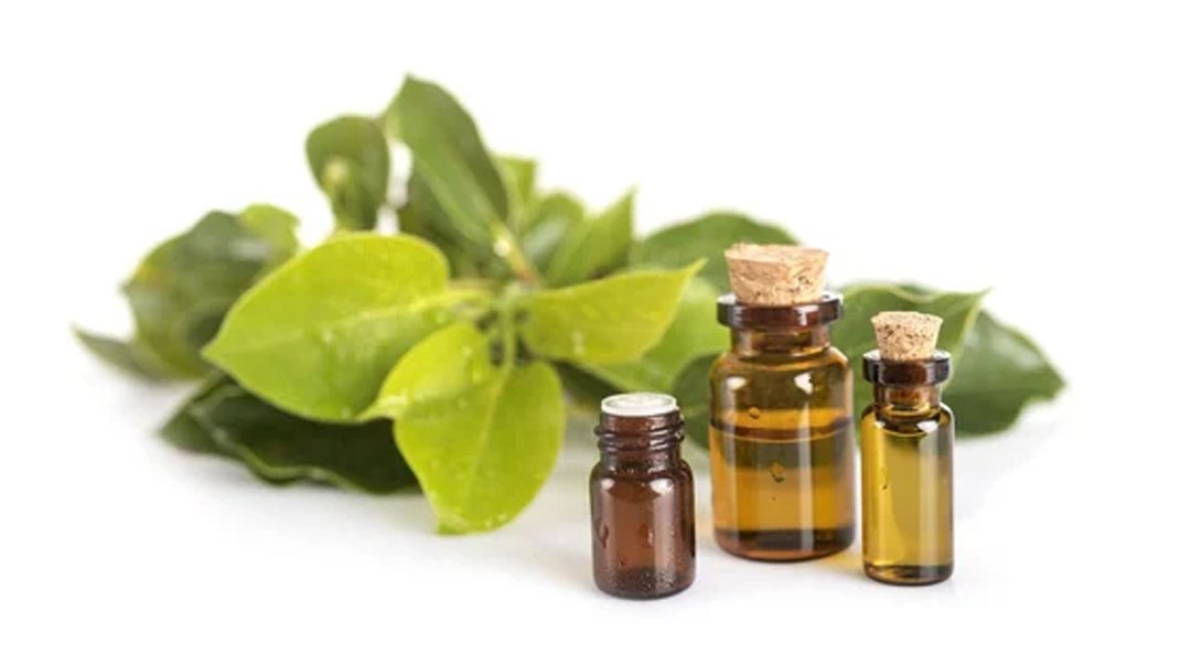 camphor-oil