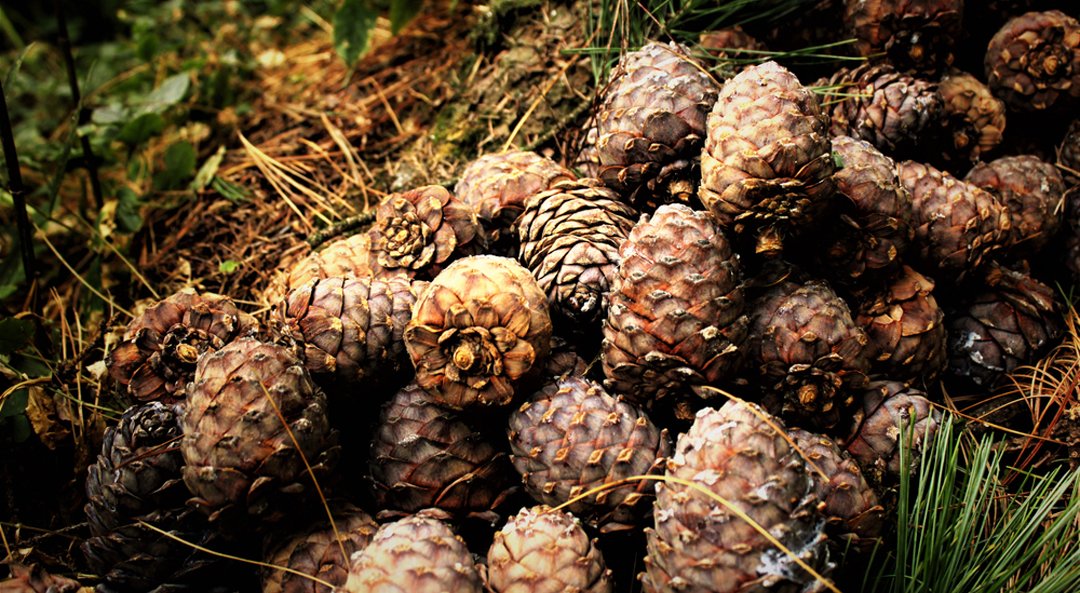 Cedarwood-Oil-Himalayan